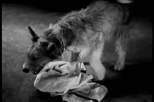 床の上にタオルで遊ぶ犬 — Stockvideo