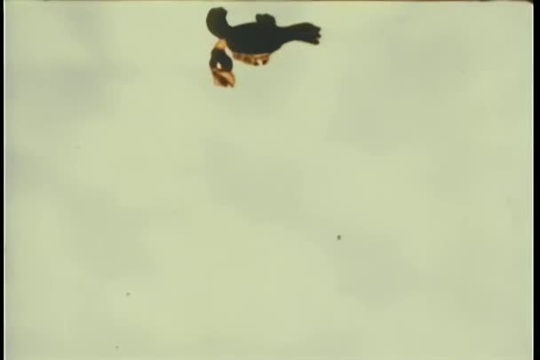 Μεγάλη Shot Ευτυχής Γεράκι Που Πετούν Στον Ουρανό — Αρχείο Βίντεο