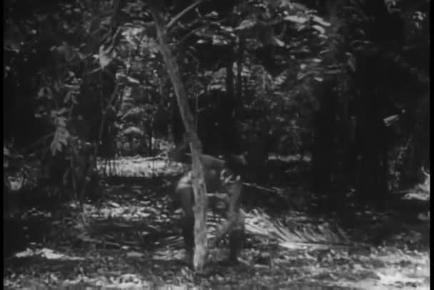 Široký Záběr Nativní Kácení Stromu — Stock video