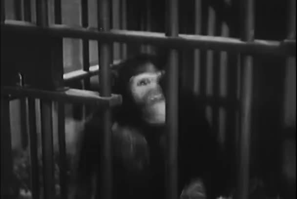 Małpa Poślizgnięcia Jego Głowy Przez Klatka Pręty Laboratorium Naukowym 1950 — Wideo stockowe