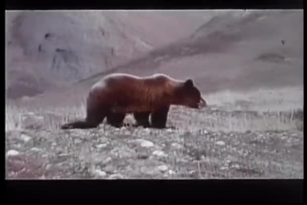 Bear Mountain Arazi Üzerinde Yürüme Ile Geniş Shot — Stok video