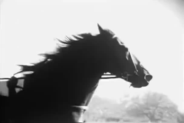 Medellång Skott Häst Sele Race — Stockvideo