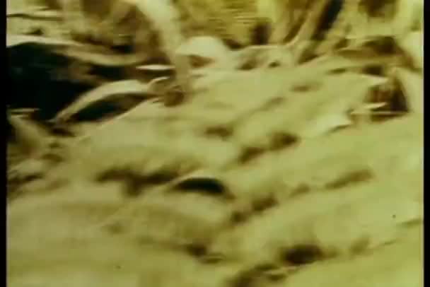 パンサーが小麦粉に 熱帯林で歩いている黒いパンサー — ストック動画