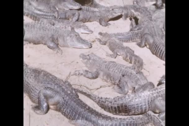 Grupa Aligatory Rolnicze Aligatora — Wideo stockowe