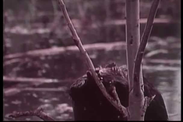Castor Masticando Rama Árbol Llevando Río — Vídeo de stock