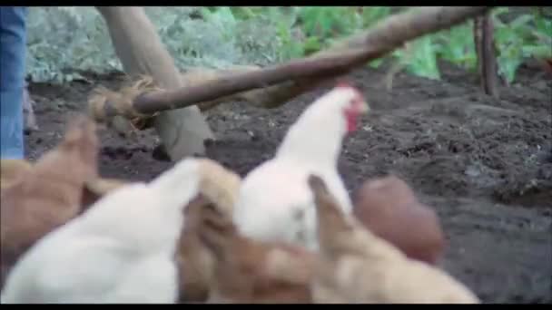 Close Van Man Duwen Handgemaakte Plough Thorugh Bodem Jaren 1970 — Stockvideo