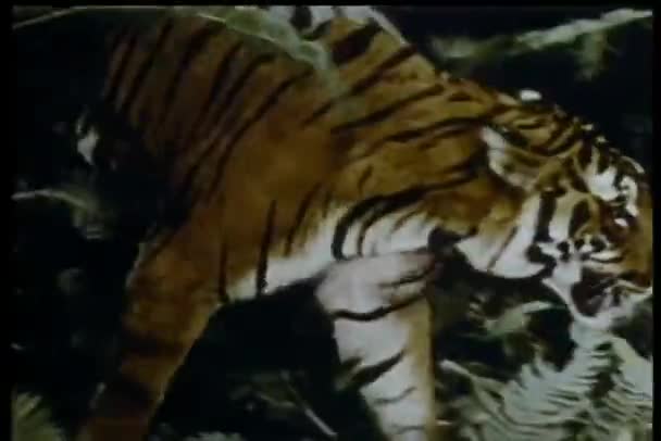 Tiger Auf Streifzug — Stockvideo