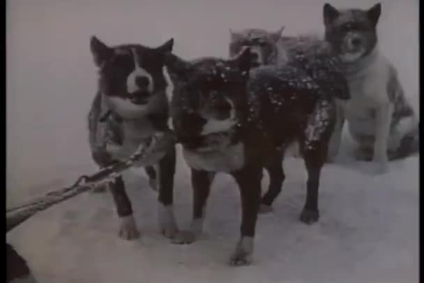 南極探検隊に吠える犬 — ストック動画