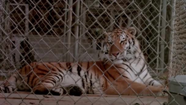 Przechylić Strzał Tygrys Leżącej Klatce Lesie 1980 Roku — Wideo stockowe