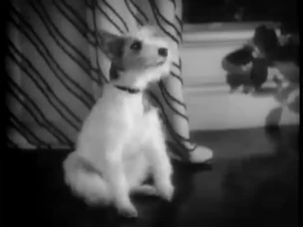 Colpo Pieno Terrier Wirehaired Alzando Zampa 1940 — Video Stock
