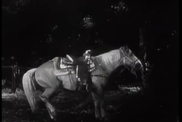 Лошадь Привязана Дереву Пытается Вырваться Свободу — стоковое видео