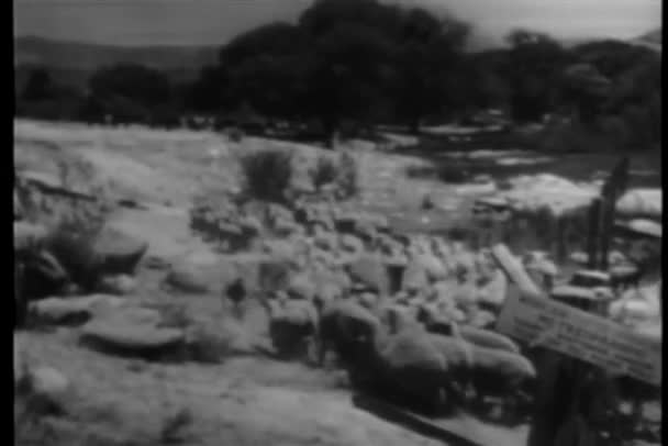 川に沿って歩く羊の群れの背面図 — ストック動画