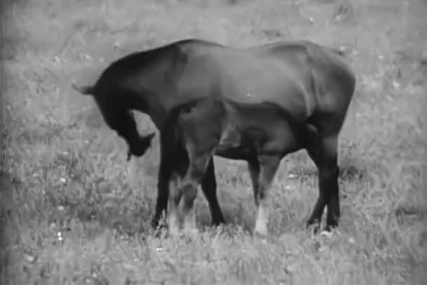 Cavalo Pastando Grama Com Potro Fazenda — Vídeo de Stock