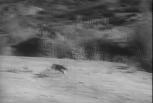 1930 年代の大草原で走っている犬のショットをパン — ストック動画