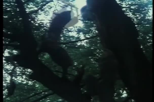 Ниндзя Сражаются Мечами Ветвях Деревьев — стоковое видео