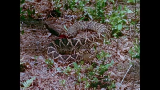 Diamondback ガラガラヘビの芝生で横になっています — ストック動画