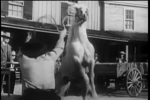 持有的饲养马缰绳的动物训练师 — 图库视频影像