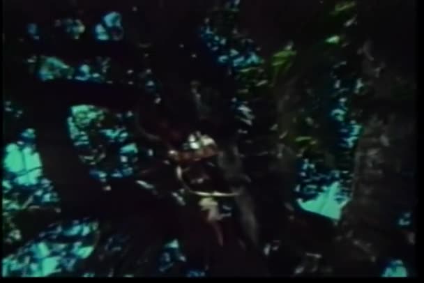 野蛮な木から燃焼矢印を撮影のローアングル ショット — ストック動画