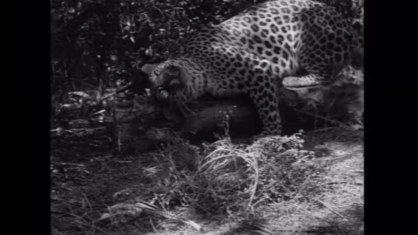 Leopardo Arañándose Cabeza Tronco Bosque — Vídeo de stock