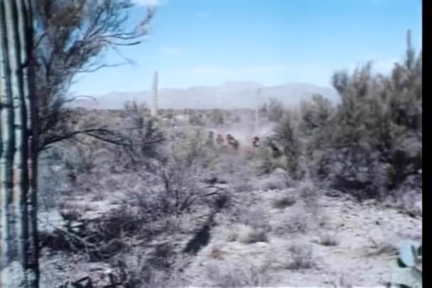 Cowboys Galopperar Genom Präriens Land — Stockvideo