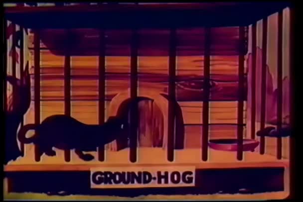 Fade Cartoon Pacing Groundhog Cage — Stock Video