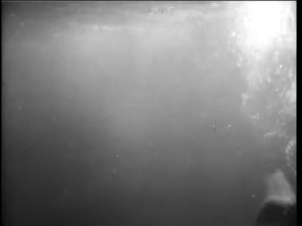 Transición Submarinistas Con Fusiles Émbolo Copa Nadando Mar — Vídeo de stock