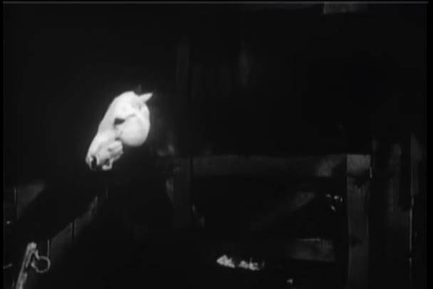 Cavalo Abrindo Portão Estável Fugindo — Vídeo de Stock