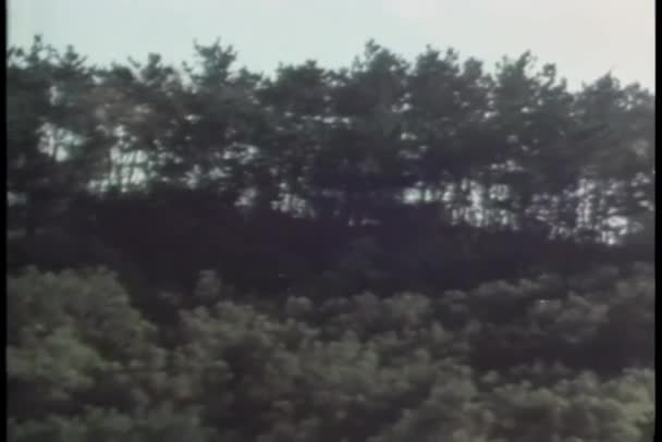 缩小枝叶繁茂的镜头 — 图库视频影像