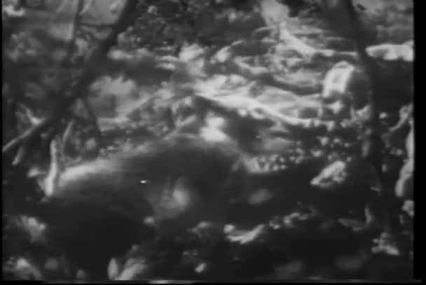 广射蜂蜜獾杀死蛇 — 图库视频影像