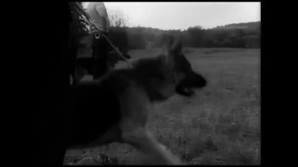 Αστυνομικοί Και Κυνικός Αστυνομικούς Σκύλους Που Κυνηγούν Άνθρωπος Στον Τομέα — Αρχείο Βίντεο