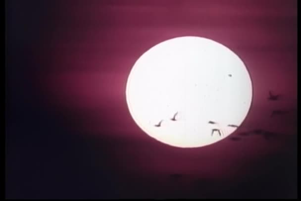 過去の満月飛ぶ鳥の群れ — ストック動画