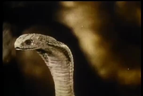 Nahaufnahme Einer Kobra Mit Herausstürzender Zunge — Stockvideo