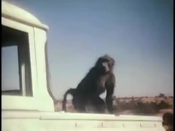 Baixo Ângulo Tiro Macaco Pulando Veículo Contra Céu — Vídeo de Stock