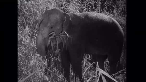 Слон Пасе Лісі Фоні — стокове відео