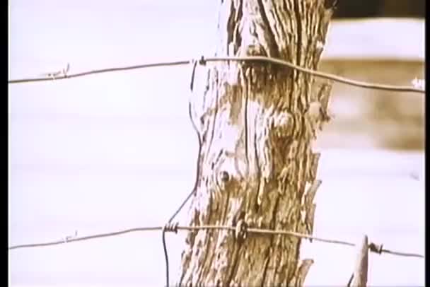 Σμήνος Από Ακρίδες Εισβολή Χωράφι — Αρχείο Βίντεο