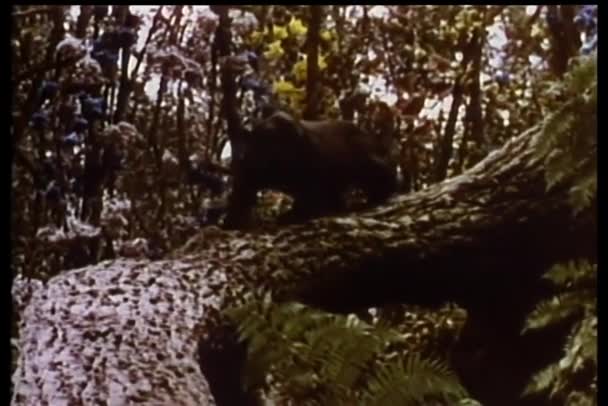 Pantera Descendo Árvore — Vídeo de Stock