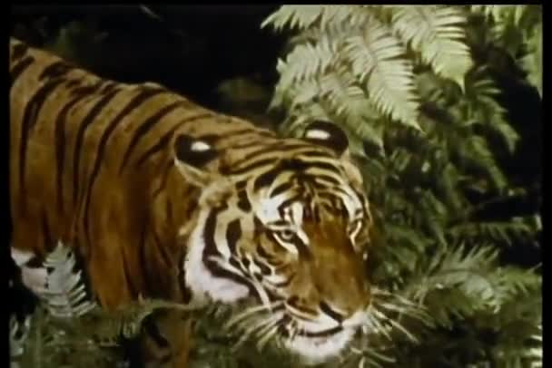 Tigre Ringhiante Caccia — Video Stock