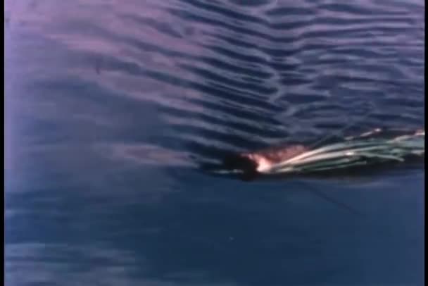 海狸过河带植物在他嘴里游泳 — 图库视频影像