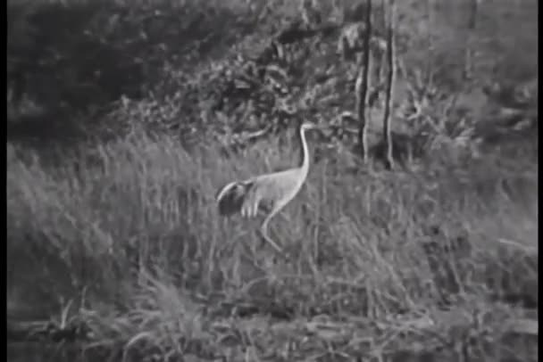 Reiher Der Hohen Gras Wandelt Forida Everglades — Stockvideo