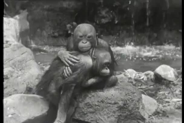 Two Embracing Orangutans Sitting Rocks — Stock Video