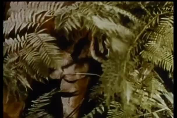 Tigre Escondido Arbustos Vista Perto — Vídeo de Stock