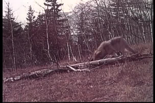 狼吞食荒野中的猎物 老式视频 — 图库视频影像