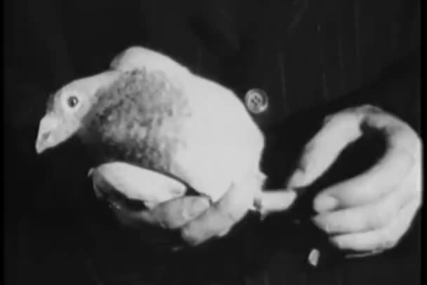 Close Man Attaching Note Homing Pigeon — Stock Video
