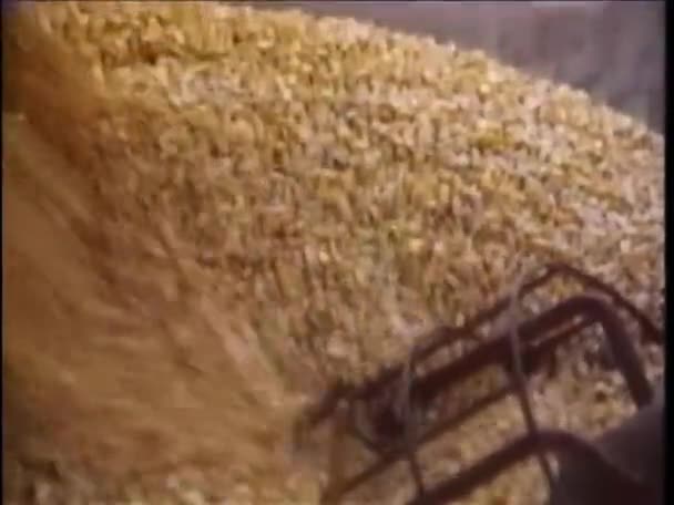 Наклоните Кадр Уборочной Техники Кукурузы — стоковое видео