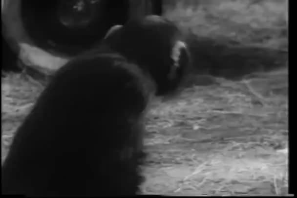 Maymun Ters Takla Atıyor — Stok video