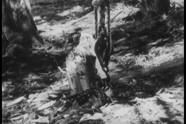 Déracinement Arbre Forêt Noir Blanc Vintage Vidéo — Video