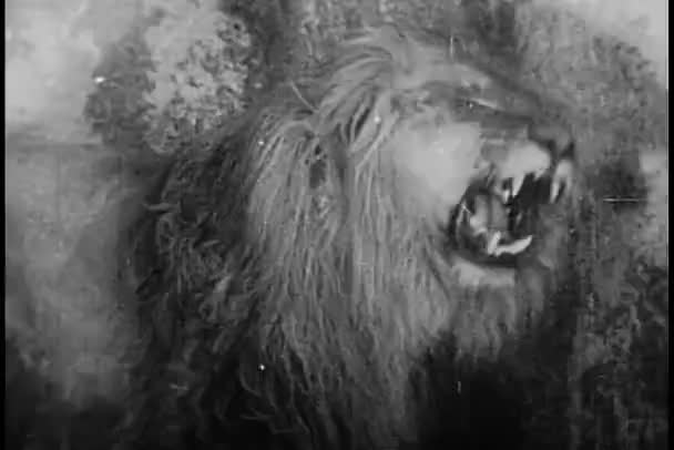 Löwe Käfig Bricht Kette — Stockvideo