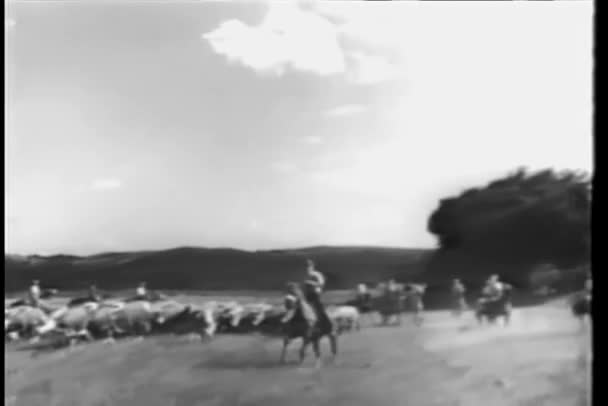 Cowboys Élevant Bétail Sur Ranch — Video