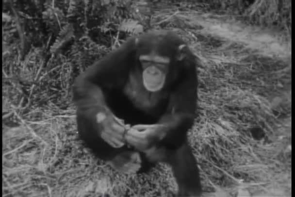 Impianto Lacerazione Scimmia Close — Video Stock