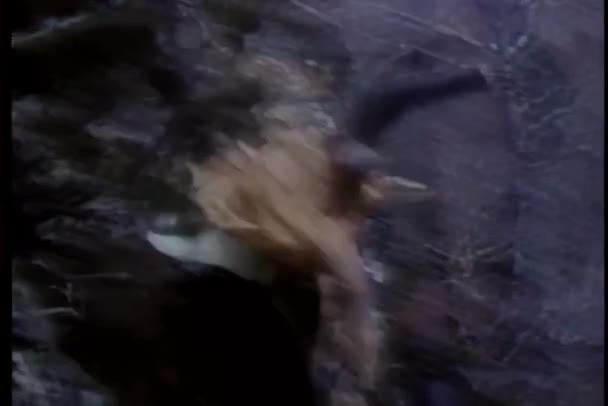 Человек Лошади Падают Скалы — стоковое видео